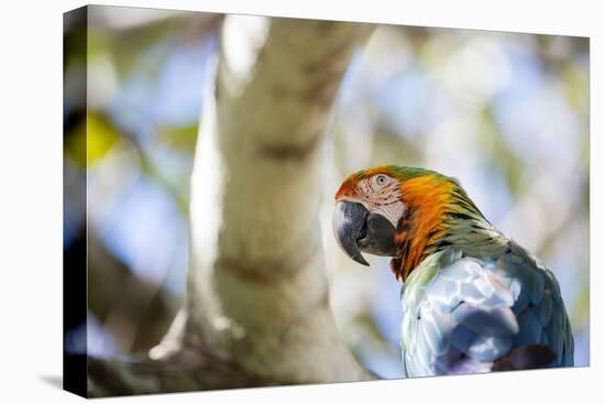 Portrait of a Harlequin Macaw on a Tree Branch in Bonito, Brazil-Alex Saberi-Stretched Canvas