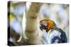 Portrait of a Harlequin Macaw on a Tree Branch in Bonito, Brazil-Alex Saberi-Stretched Canvas