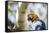 Portrait of a Harlequin Macaw on a Tree Branch in Bonito, Brazil-Alex Saberi-Framed Stretched Canvas