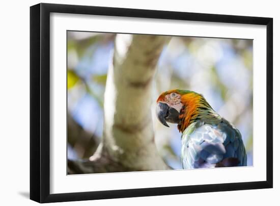 Portrait of a Harlequin Macaw on a Tree Branch in Bonito, Brazil-Alex Saberi-Framed Photographic Print