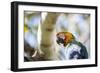 Portrait of a Harlequin Macaw on a Tree Branch in Bonito, Brazil-Alex Saberi-Framed Photographic Print