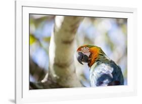 Portrait of a Harlequin Macaw on a Tree Branch in Bonito, Brazil-Alex Saberi-Framed Photographic Print