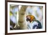 Portrait of a Harlequin Macaw on a Tree Branch in Bonito, Brazil-Alex Saberi-Framed Photographic Print