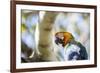 Portrait of a Harlequin Macaw on a Tree Branch in Bonito, Brazil-Alex Saberi-Framed Photographic Print