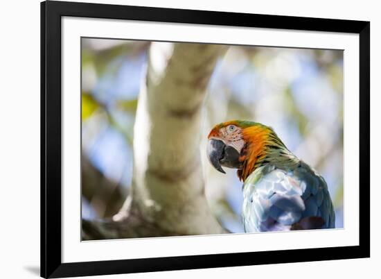 Portrait of a Harlequin Macaw on a Tree Branch in Bonito, Brazil-Alex Saberi-Framed Photographic Print