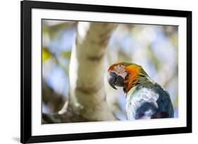 Portrait of a Harlequin Macaw on a Tree Branch in Bonito, Brazil-Alex Saberi-Framed Photographic Print