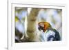 Portrait of a Harlequin Macaw on a Tree Branch in Bonito, Brazil-Alex Saberi-Framed Photographic Print