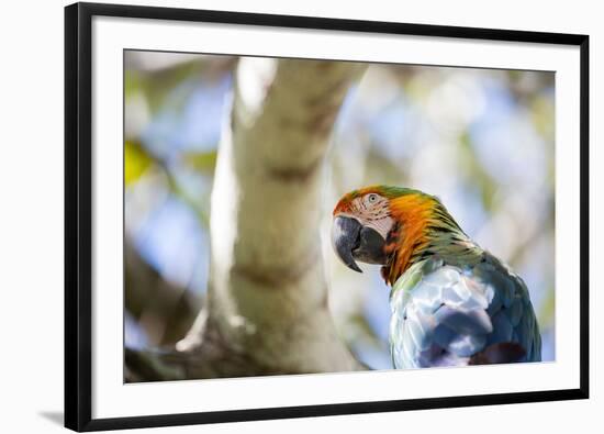 Portrait of a Harlequin Macaw on a Tree Branch in Bonito, Brazil-Alex Saberi-Framed Photographic Print