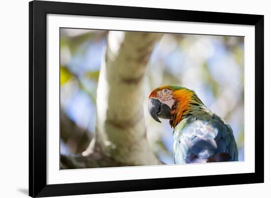 Portrait of a Harlequin Macaw on a Tree Branch in Bonito, Brazil-Alex Saberi-Framed Photographic Print