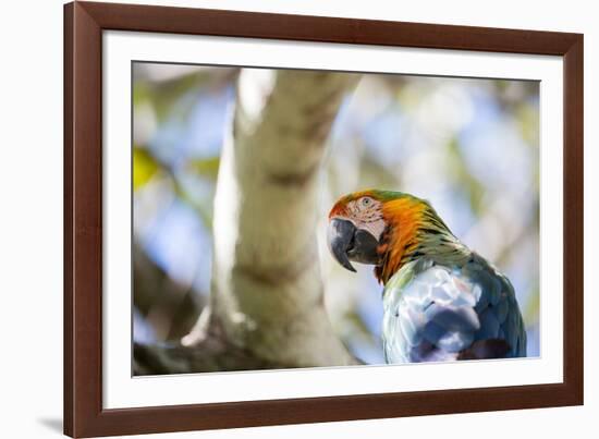 Portrait of a Harlequin Macaw on a Tree Branch in Bonito, Brazil-Alex Saberi-Framed Photographic Print