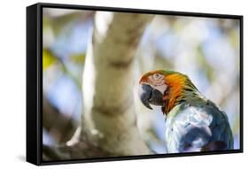 Portrait of a Harlequin Macaw on a Tree Branch in Bonito, Brazil-Alex Saberi-Framed Stretched Canvas