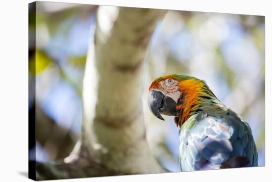 Portrait of a Harlequin Macaw on a Tree Branch in Bonito, Brazil-Alex Saberi-Stretched Canvas