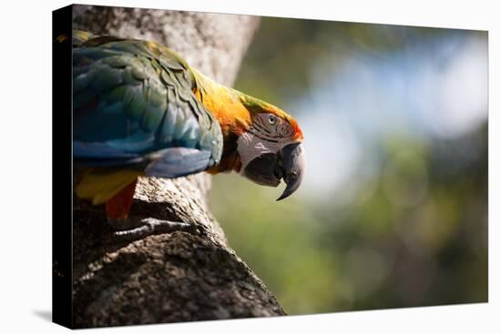 Portrait of a Harlequin Macaw on a Tree Branch in Bonito, Brazil-Alex Saberi-Stretched Canvas