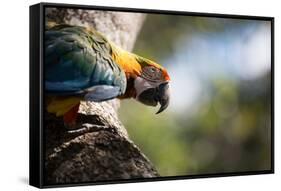 Portrait of a Harlequin Macaw on a Tree Branch in Bonito, Brazil-Alex Saberi-Framed Stretched Canvas