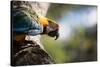 Portrait of a Harlequin Macaw on a Tree Branch in Bonito, Brazil-Alex Saberi-Stretched Canvas
