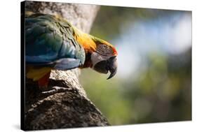 Portrait of a Harlequin Macaw on a Tree Branch in Bonito, Brazil-Alex Saberi-Stretched Canvas