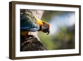 Portrait of a Harlequin Macaw on a Tree Branch in Bonito, Brazil-Alex Saberi-Framed Photographic Print