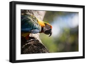 Portrait of a Harlequin Macaw on a Tree Branch in Bonito, Brazil-Alex Saberi-Framed Photographic Print