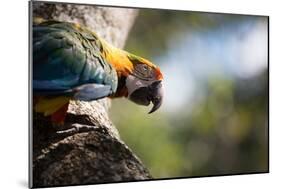 Portrait of a Harlequin Macaw on a Tree Branch in Bonito, Brazil-Alex Saberi-Mounted Photographic Print