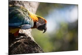 Portrait of a Harlequin Macaw on a Tree Branch in Bonito, Brazil-Alex Saberi-Mounted Photographic Print