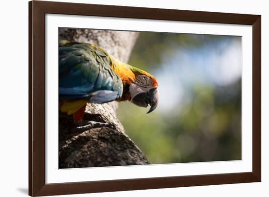 Portrait of a Harlequin Macaw on a Tree Branch in Bonito, Brazil-Alex Saberi-Framed Photographic Print