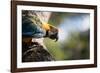 Portrait of a Harlequin Macaw on a Tree Branch in Bonito, Brazil-Alex Saberi-Framed Photographic Print