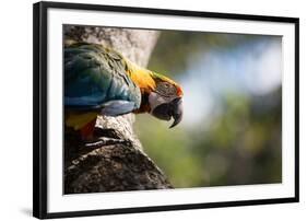 Portrait of a Harlequin Macaw on a Tree Branch in Bonito, Brazil-Alex Saberi-Framed Photographic Print