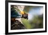 Portrait of a Harlequin Macaw on a Tree Branch in Bonito, Brazil-Alex Saberi-Framed Photographic Print