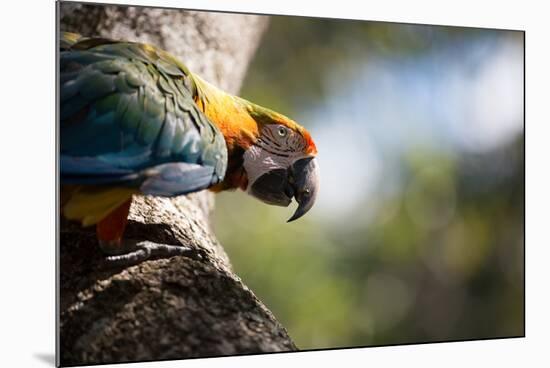 Portrait of a Harlequin Macaw on a Tree Branch in Bonito, Brazil-Alex Saberi-Mounted Photographic Print