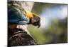 Portrait of a Harlequin Macaw on a Tree Branch in Bonito, Brazil-Alex Saberi-Mounted Photographic Print