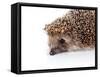 Portrait of A Hedgehog-AZALIA-Framed Stretched Canvas