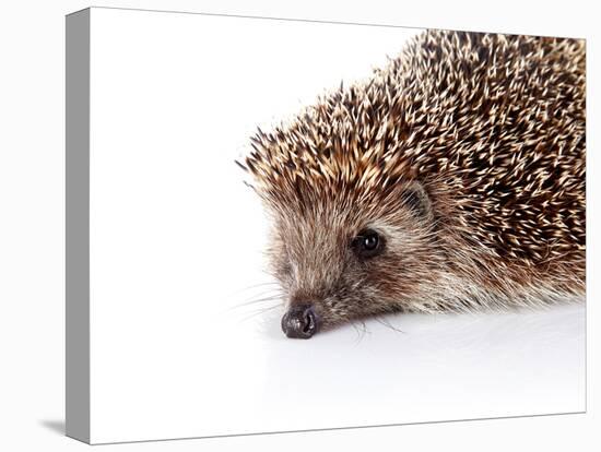 Portrait of A Hedgehog-AZALIA-Stretched Canvas
