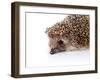 Portrait of A Hedgehog-AZALIA-Framed Photographic Print