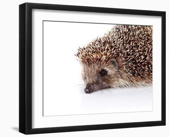 Portrait of A Hedgehog-AZALIA-Framed Photographic Print