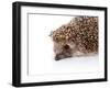 Portrait of A Hedgehog-AZALIA-Framed Photographic Print