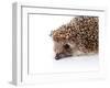 Portrait of A Hedgehog-AZALIA-Framed Photographic Print