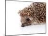 Portrait of A Hedgehog-AZALIA-Mounted Photographic Print