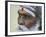 Portrait of a Holy Man, Varanasi, India-Keren Su-Framed Photographic Print