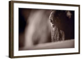 Portrait of a Horse Kentucky-Steve Gadomski-Framed Photographic Print