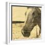 Portrait of a Horse-Casey Mckee-Framed Art Print