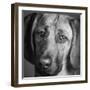 Portrait of a Hound Mix Dog-Panoramic Images-Framed Photographic Print