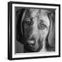 Portrait of a Hound Mix Dog-Panoramic Images-Framed Photographic Print