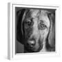 Portrait of a Hound Mix Dog-Panoramic Images-Framed Photographic Print