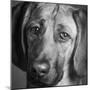 Portrait of a Hound Mix Dog-Panoramic Images-Mounted Photographic Print