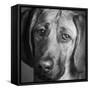 Portrait of a Hound Mix Dog-Panoramic Images-Framed Stretched Canvas