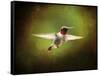 Portrait of a Hummingbird in Flight-Jai Johnson-Framed Stretched Canvas