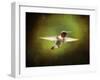 Portrait of a Hummingbird in Flight-Jai Johnson-Framed Giclee Print