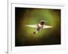 Portrait of a Hummingbird in Flight-Jai Johnson-Framed Giclee Print