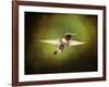 Portrait of a Hummingbird in Flight-Jai Johnson-Framed Giclee Print