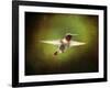 Portrait of a Hummingbird in Flight-Jai Johnson-Framed Giclee Print